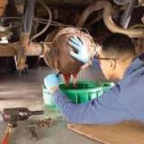 oficina mecânica para caminhão volkswagen em sp Nossa Senhora do Ó